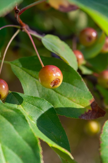 太阳这对核 太阳这对核